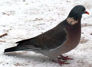 Pigeon ramier 
&copy; Lo�c Epelboin