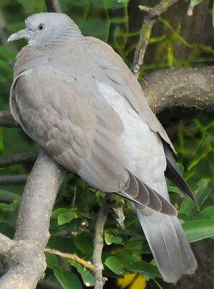 Pigeon ramier 
&copy; Lo�c Epelboin