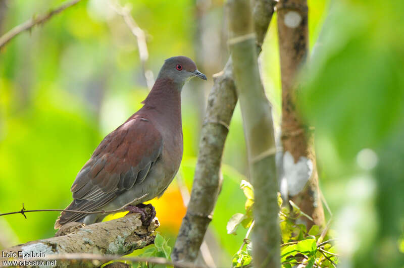 Pigeon rousset mâle adulte, identification
