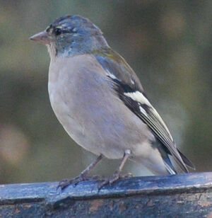 Tanzanian chaffinch