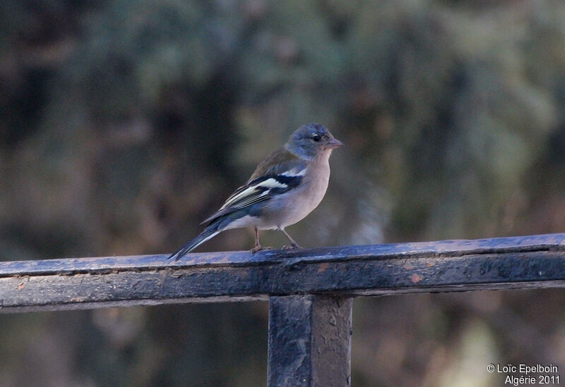 Common Chaffinch (spodiogenys)