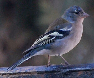 Tanzanian chaffinch