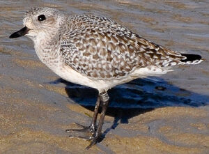 Grey Plover 
&copy; Lo�c Epelboin