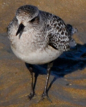 Grey Plover 
&copy; Lo�c Epelboin