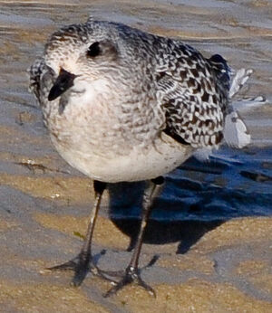 Grey Plover 
&copy; Lo�c Epelboin