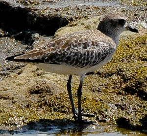 Grey Plover 
&copy; Lo�c Epelboin