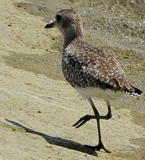 Grey Plover 
&copy; Lo�c Epelboin