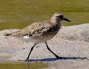 Grey Plover 
&copy; Lo�c Epelboin