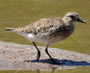 Grey Plover 
&copy; Lo�c Epelboin