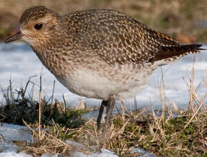 European Golden Plover 
&copy; Lo�c Epelboin