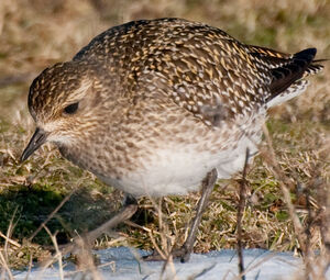 European Golden Plover 
&copy; Lo�c Epelboin