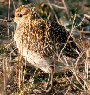 European Golden Plover 
&copy; Lo�c Epelboin
