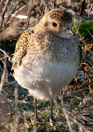 European Golden Plover 
&copy; Lo�c Epelboin