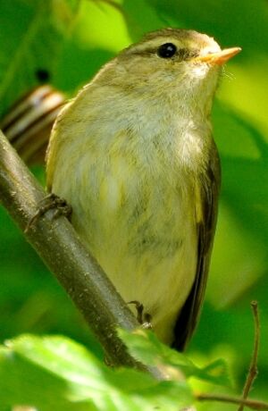 Common Chiffchaff
