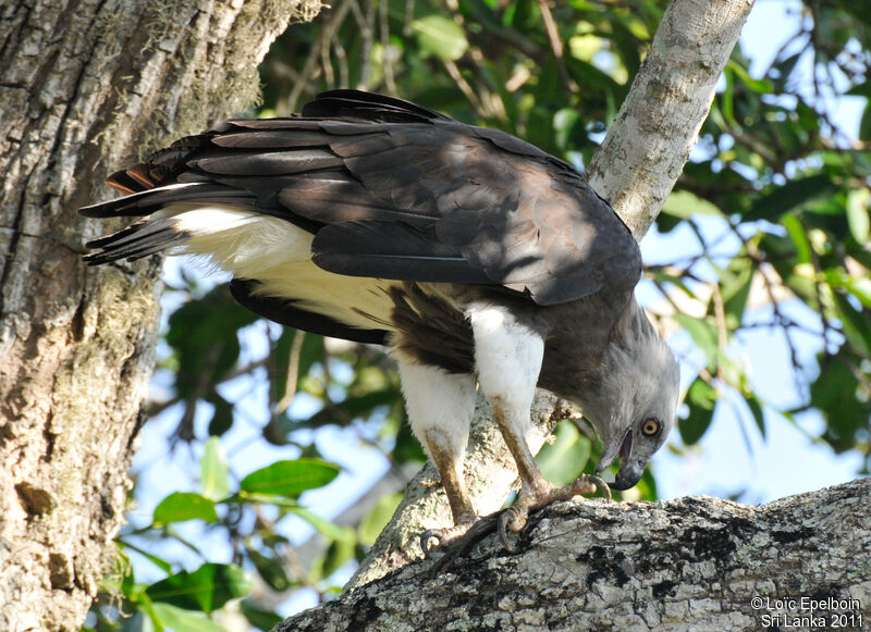 Grey-headed Fish Eagle