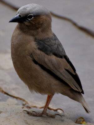 Grey-capped Social Weaver