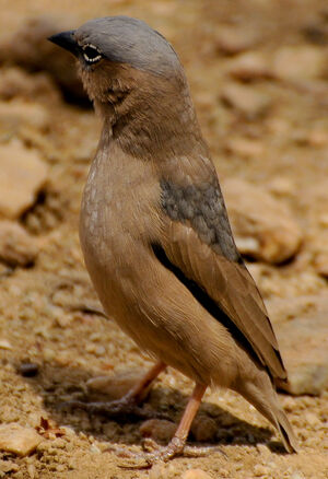 Grey-capped Social Weaver