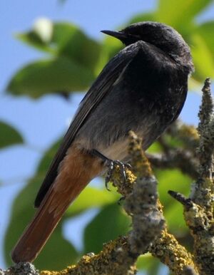 Black Redstart
