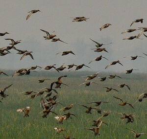 Garganey