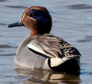 Eurasian Teal 
&copy; Lo�c Epelboin