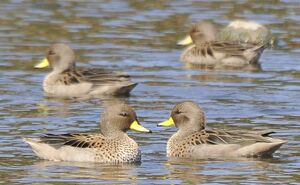 Yellow-billed Teal