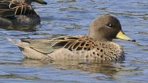 Yellow-billed Teal