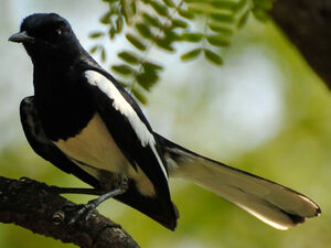 Oriental Magpie-Robin