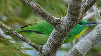 Green Shrike-Vireo