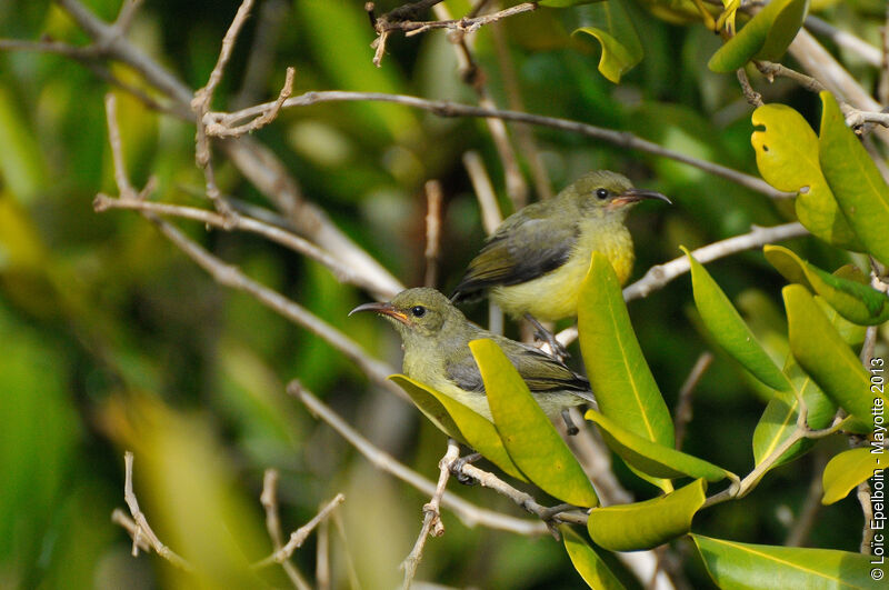 Mayotte Sunbirdjuvenile