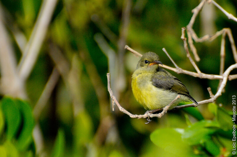 Mayotte Sunbirdjuvenile