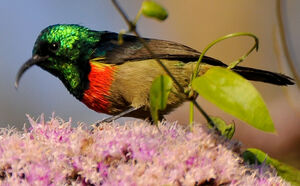 Eastern Double-collared Sunbird