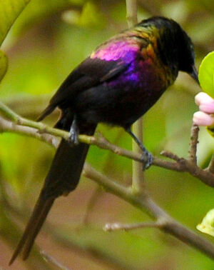 Tacazze Sunbird