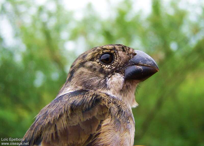 Wing-barred Seedeater male immature, close-up portrait