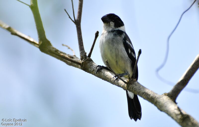 Wing-barred Seedeater