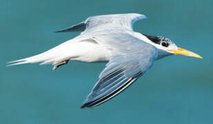Cabot's Tern (eurygnathus)