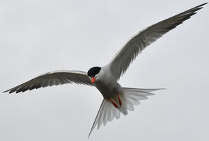Common Tern 
&copy; Lo�c Epelboin