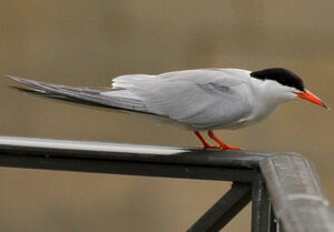Common Tern 
&copy; Lo�c Epelboin