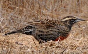 Long-tailed Meadowlark