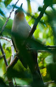 Hispaniolan Lizard Cuckoo