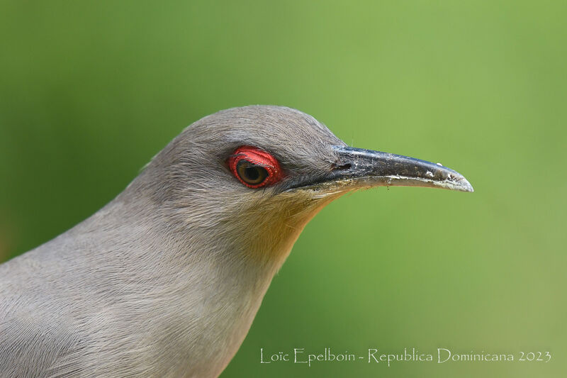 Hispaniolan Lizard Cuckoo