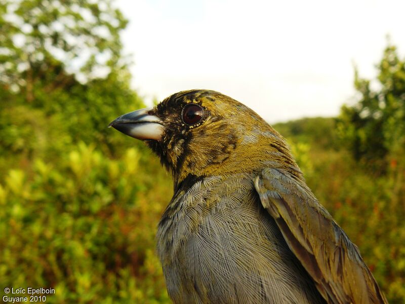 Black-faced Tanager