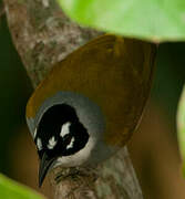 Black-crowned Tanager