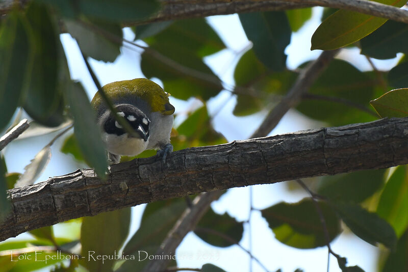 Black-crowned Palm-tanager