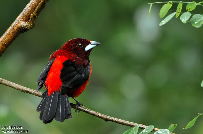 Crimson-backed Tanager male adult, pigmentation