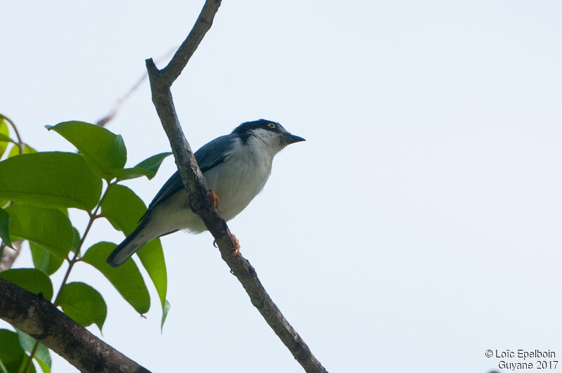 Hooded Tanager