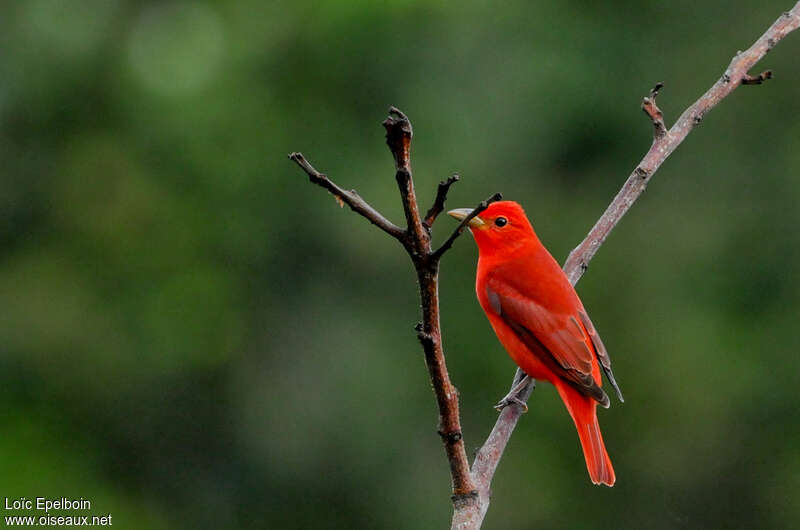 Summer Tanager male adult, pigmentation