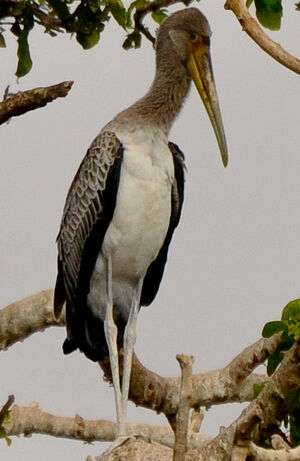 Tantale ibis