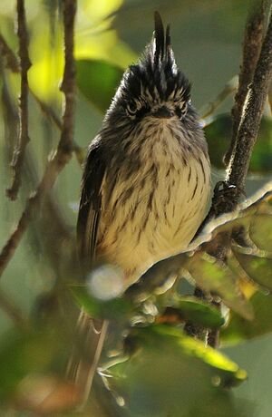 Taurillon mésange