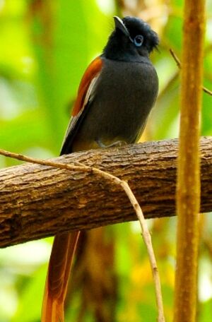 African Paradise Flycatcher