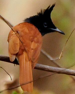 Asian Paradise Flycatcher